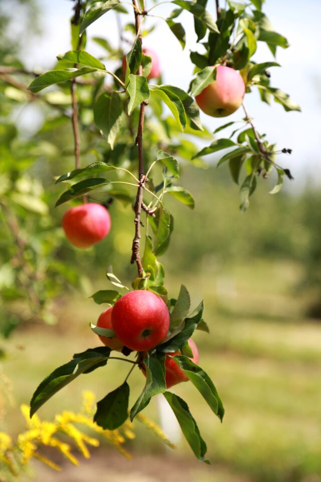 Orchard wood nature