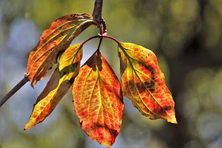 Bokeh the background leaf photo