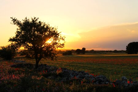 Landscape ruvo campaign