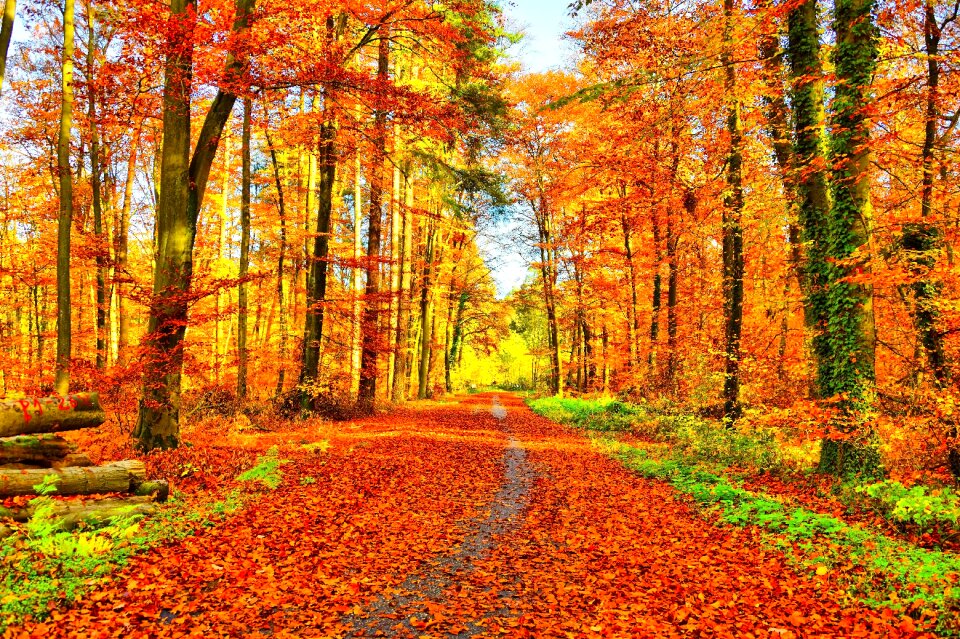 Fall foliage colorful color