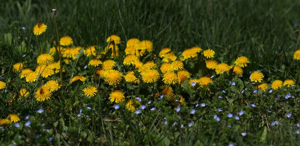 Plant spring nature