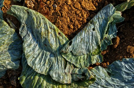 Autumn morning red cabbage