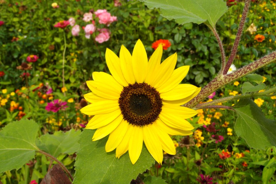 Flower the petals garden