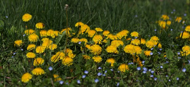 Plant spring nature