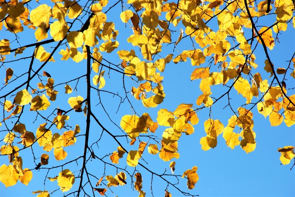 Branch blue sky