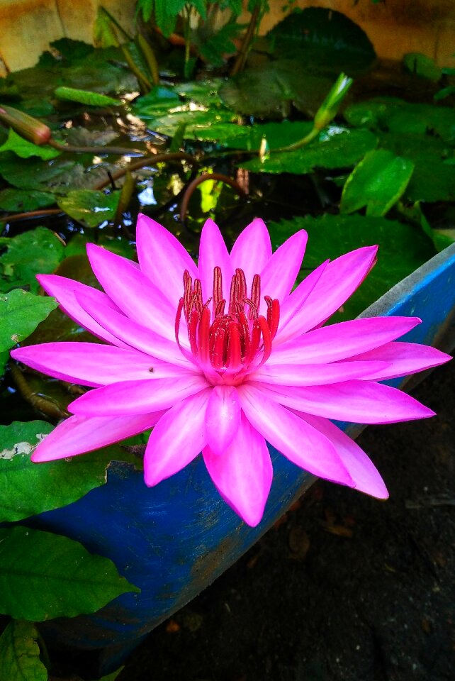 Beautiful flowers flowers bloom flaunted