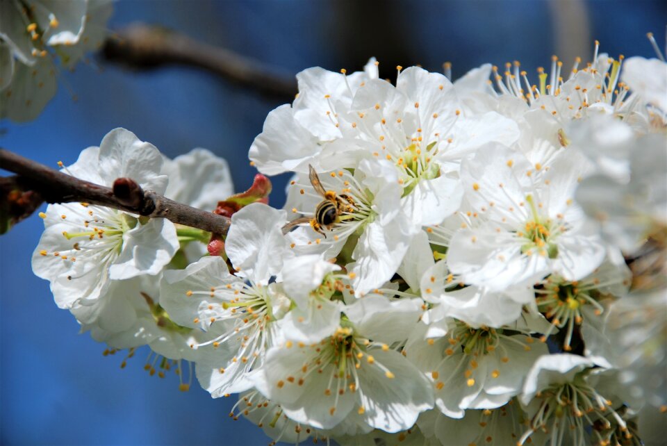 Cherry blossom tree branch