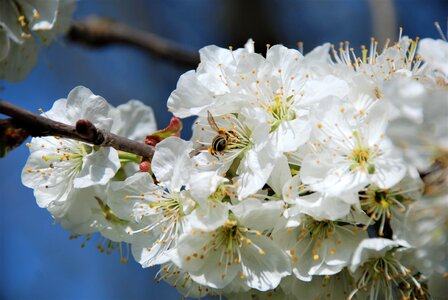 Cherry blossom tree branch photo