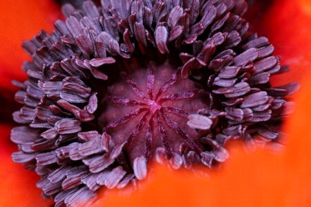 Poppy red pistil