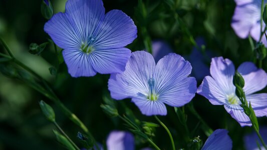 Fleur-de-lin spring Free photos