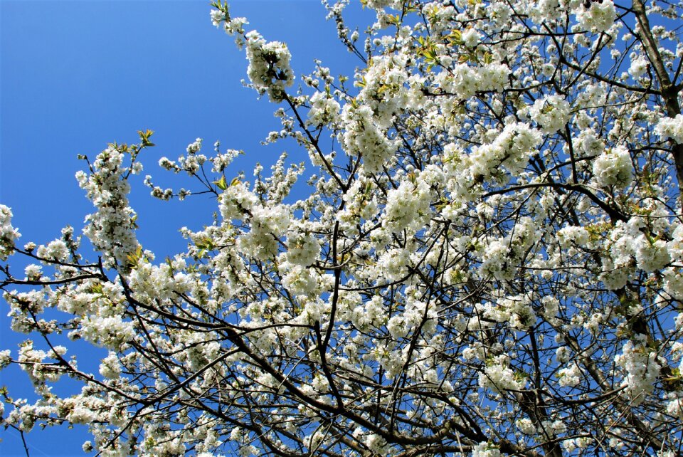 White cherry blossom sky
