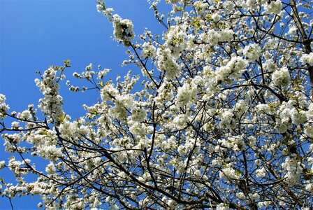 White cherry blossom sky