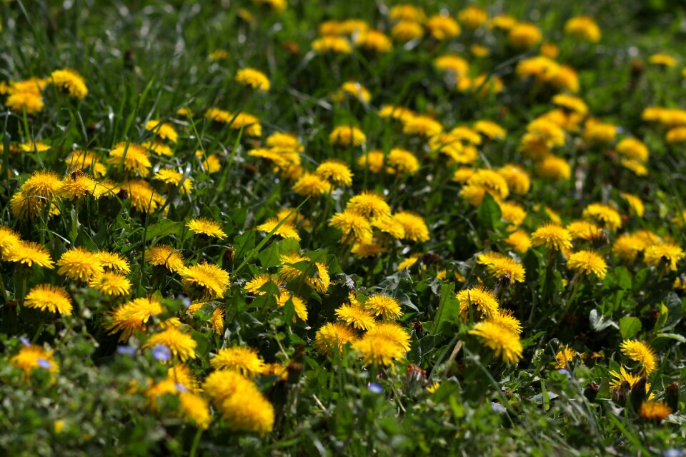 Plant spring nature