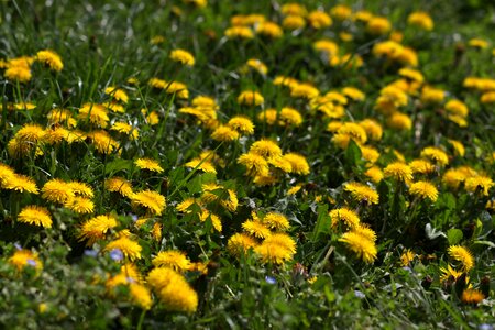 Plant spring nature