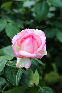 Rose bud pink button color pink photo