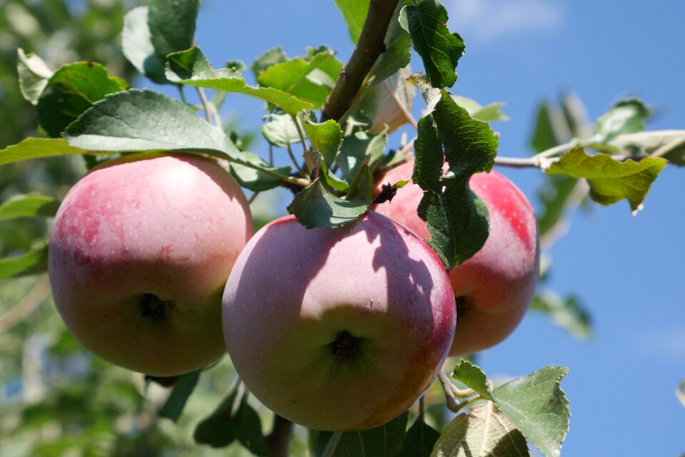 Harvest the harvest apple