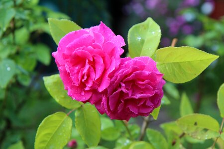 Rosebush blossomed pink flower photo