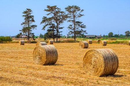 Farm nature bale photo