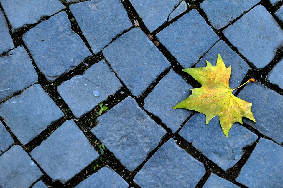 Golden leaf emerge