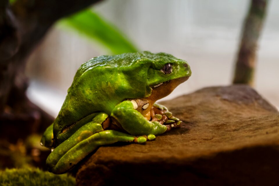 Zoo green color