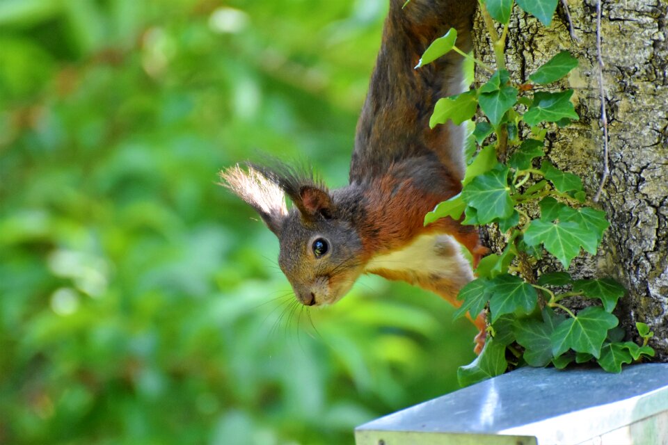 Bird cute foraging
