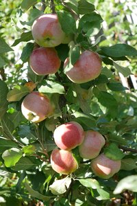 Harvest the harvest apple