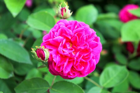 Flower pink ruzicka