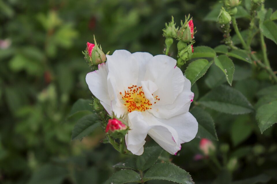 Plants rose flower white rose