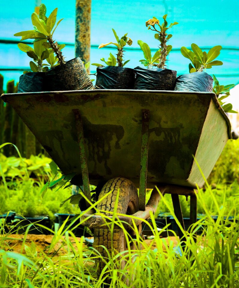 Wheelbarrow plants nursery
