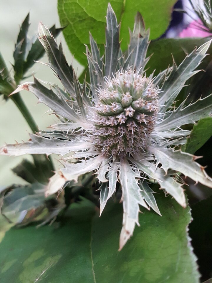 Thistle grey nature