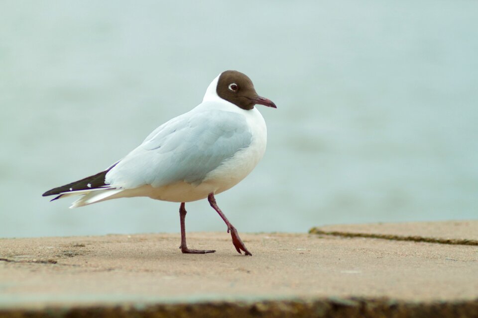 Seagull bird nature