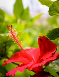 Plant hibiscus leaves