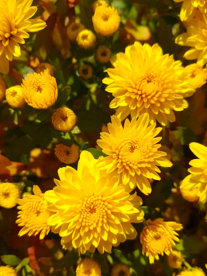 Garden chrysanthemum yellow