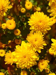Garden chrysanthemum yellow photo
