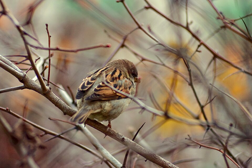 Bird branch nature