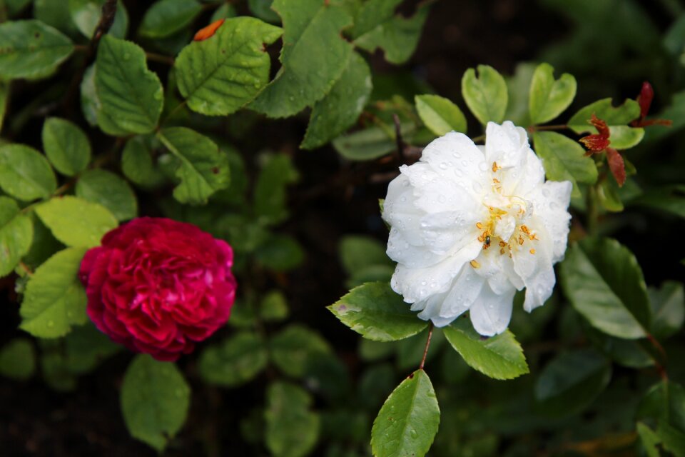 Rosebush wild rose old flowering