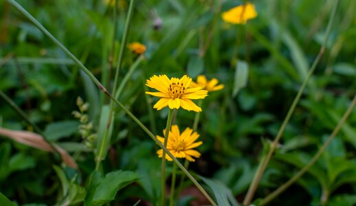 Yellow flower daisy trilobata