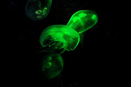 Cnidarian gelatinous underwater photo