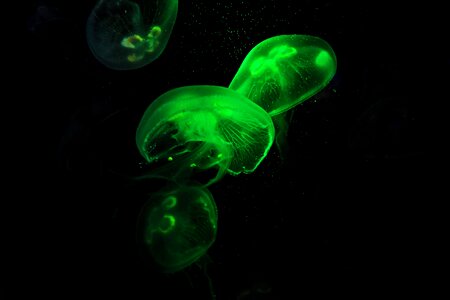 Cnidarian gelatinous underwater
