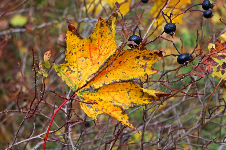 Leaves fall color colorful