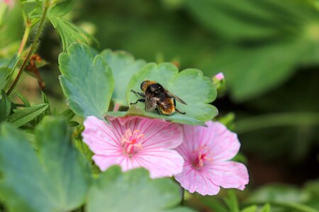 Honey bee insect spring photo