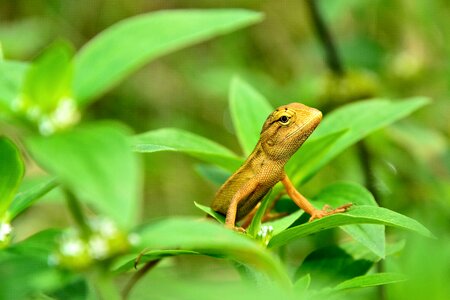 Nature animal reptile
