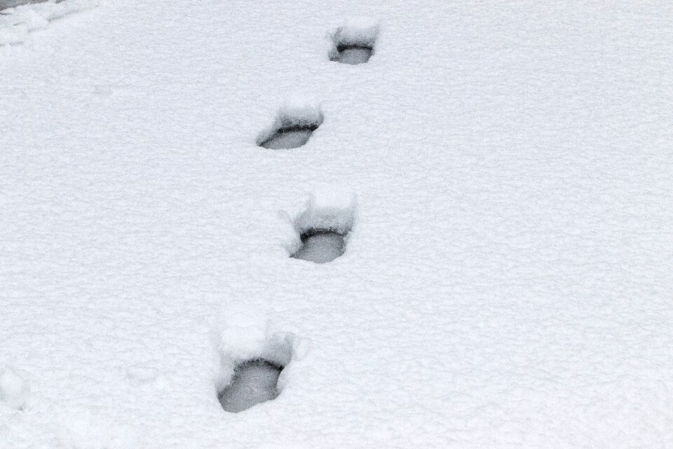 Nature romantic whiteness of pace