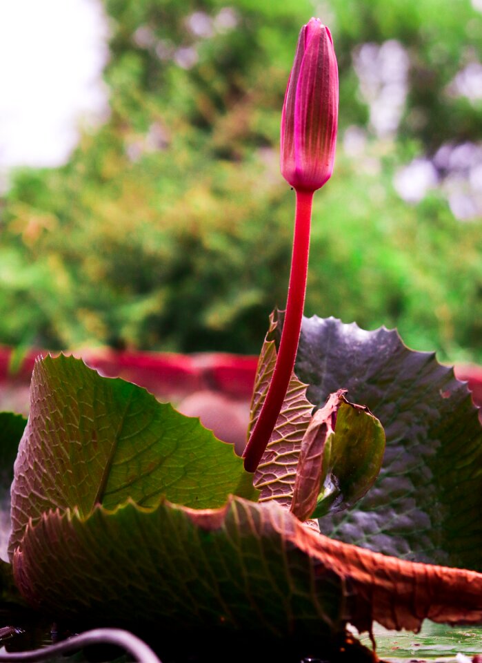 Bud stem lilly