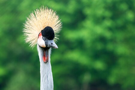 Nature bird wild