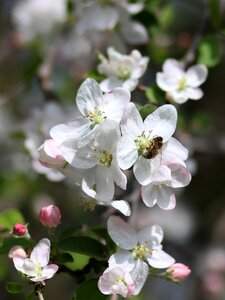 Fruit casey spring photo