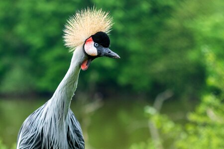 Nature bird wild