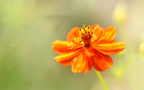 Nature summer bloom photo