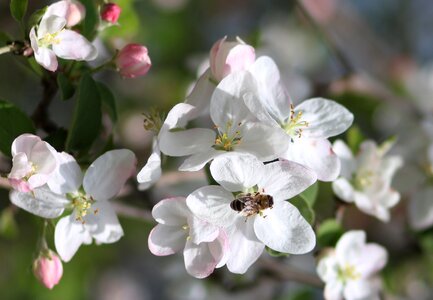 Fruit casey spring