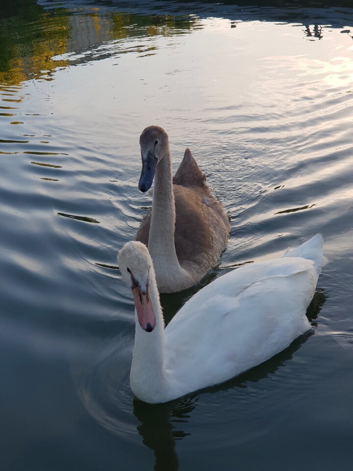 Water water bird plumage